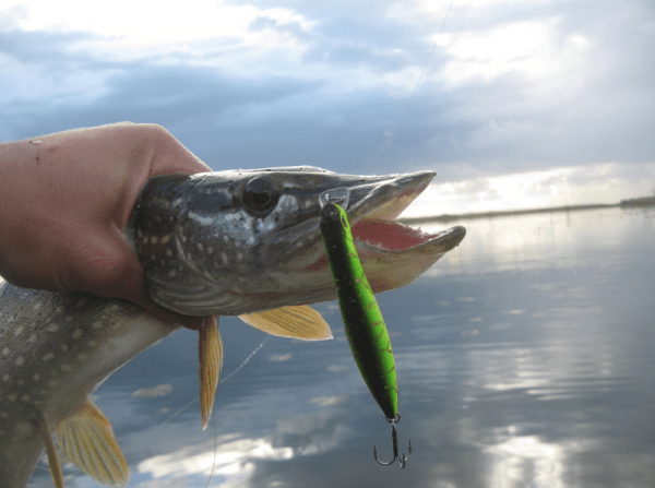 Dead Minnow 70F