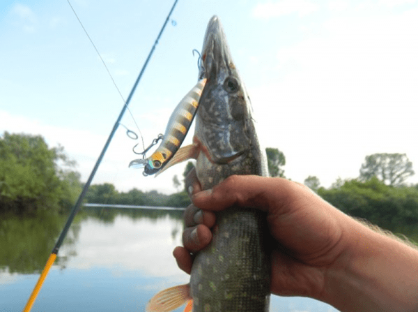 Dead Minnow 70F