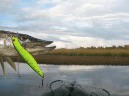 Dead Minnow 70F