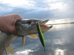 Dead Minnow 70F