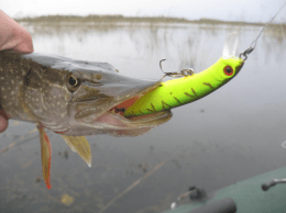 Dead Minnow 70F