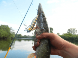 Dead Minnow 70F
